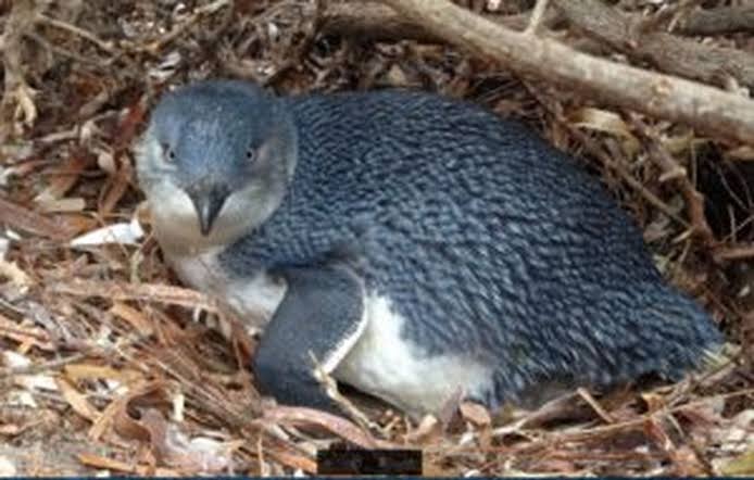 Populasi Penguin Kecil di Pulau Granite Terancam Akibat Aktivitas Manusia