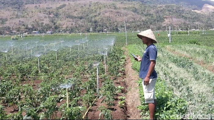 Penyiraman Tanaman Canggih Petani Bantul Mengandalkan Teknologi Suara