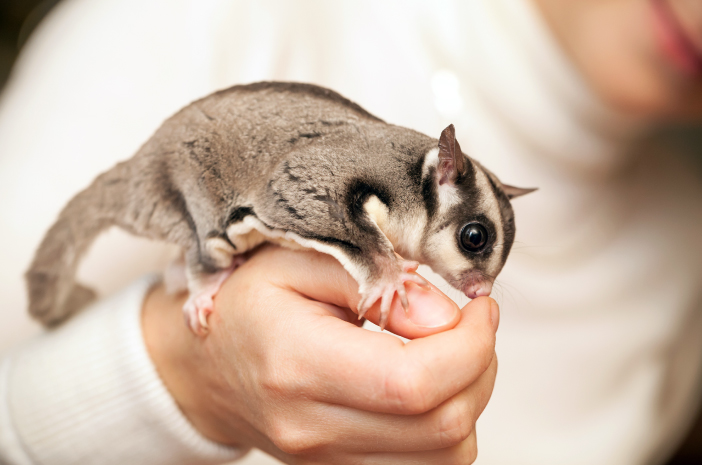 Mau Sugar Glider Jinak & Lengket? Ikuti 7 Tips Ini di Rumah