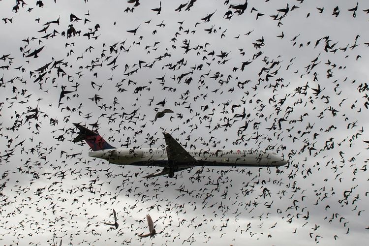 Bahaya Bird Strike, Dari Eastern Airlines hingga Jeju Air