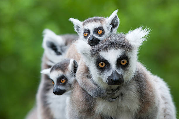 Mengenal Karakteristik Hewan Lemur