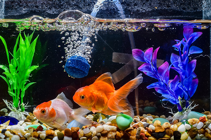 7 Alasan Kenapa Pelihara Ikan di Rumah Bisa Jadi Terapi Alami yang Murah Meriah