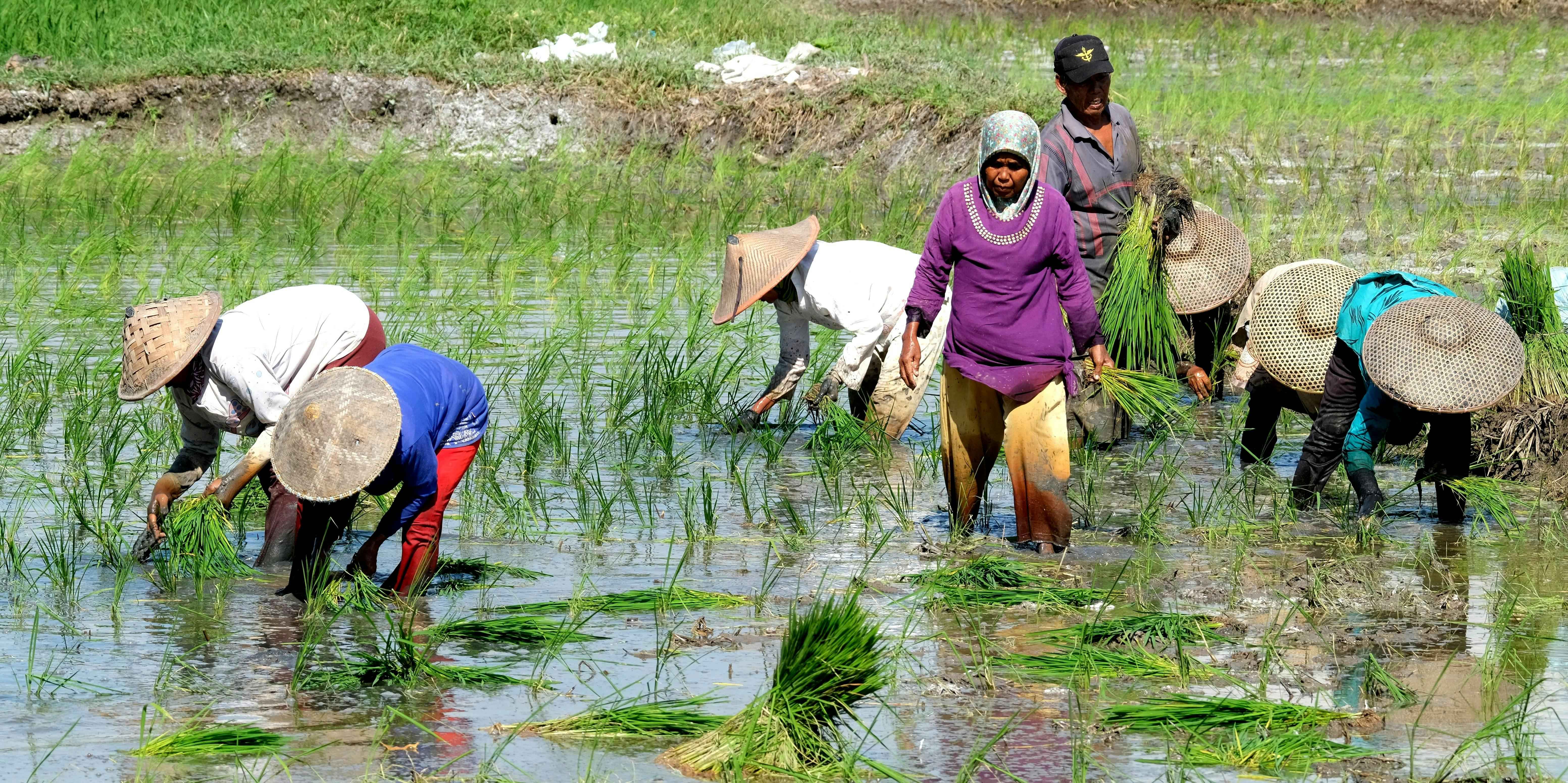 Kementan Targetkan Petani Milenial Raup Rp10 Juta Per Bulan