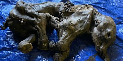 Penemuan Fosil Bayi Mammoth di Yakutia, Rusia